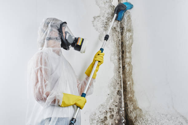 Best Mold Remediation for Specific Building Types in Franklinton, LA